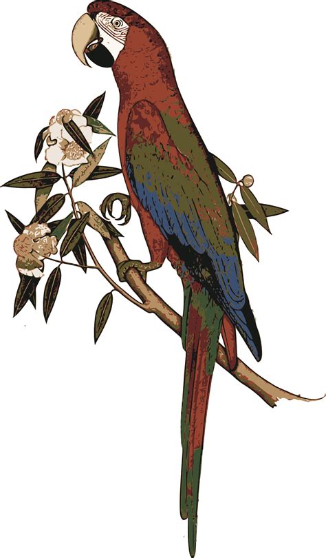 Parrot Clipart Colour Parrot Colour Transparent Free For Download On