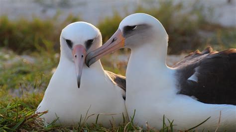 Wisdom The Albatross Worlds Oldest Known Bird Lays Another Egg