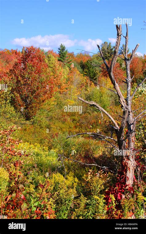 Autumn Landscape Catskills Ny Stock Photo Alamy
