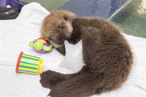 Meet The Shedd Aquariums Rescued Sea Otter Pup Animal Planet