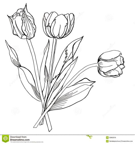 KUMPULAN SKETSA GAMBAR BUNGA TULIP | Harian Nusantara