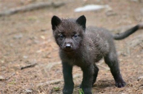 Newborn Black Wolf Pups
