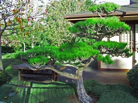 Pine Garden Eco Garden Japanese Garden Design Asian Garden Bamboo