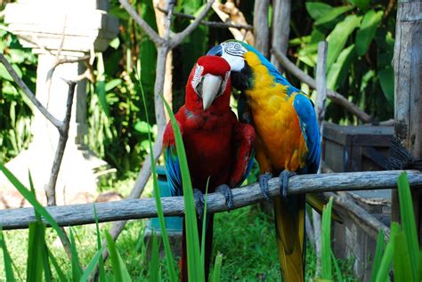 Akpicture Beautiful Colorful Birds