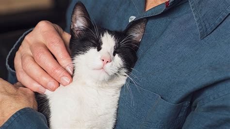 Eleven Reasons To Adopt An Adult Cat Awl Animal Welfare League