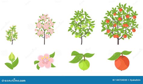 Apple Tree Growth Stages Vector Illustration Ripening Period