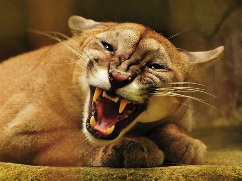 Cougar Full Hd Wallpaper And Background Image 1920x1440 Id111484