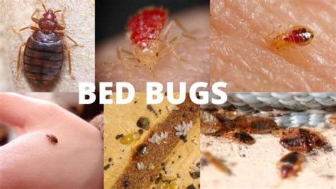 Black Bed Bugs Visual Guide Bed Bugs Removal Guide