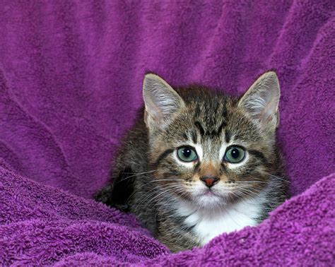 Kitten Purr Fect In Purple Photograph By Sheila Fitzgerald Pixels