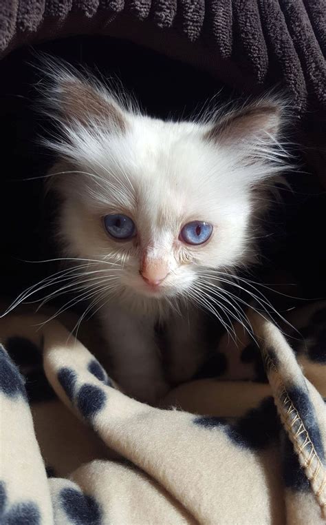 Justviralnet Find Viral Images Online Cute Fluffy Kittens Kittens