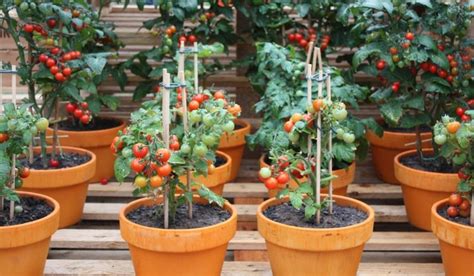 10 Tips On Growing Tomatoes In Containers Or Pots Home And Gardens