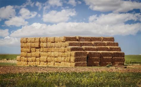Large Pile Of Square Bales Of Hay Or Straw Are Piled High At The Edge
