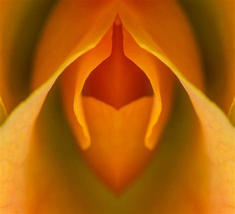The Amazing Vulva A Closer Look At Your Anatomy