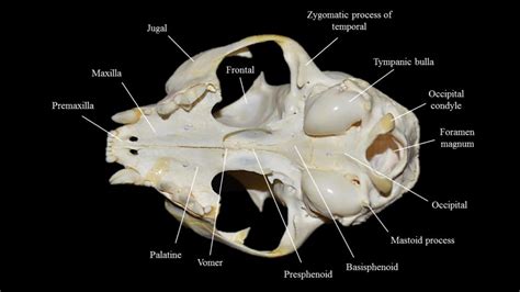 Cat Skull Atlas Of Comparative Vertebrate Anatomy