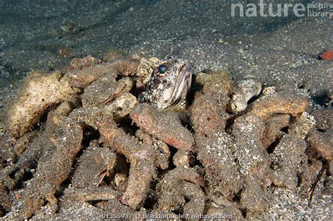 Stock Photo Of Banded Jawfish Opistognathus Macrognathus Dominica