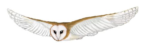 Flying Owl Clipart Clipart Best Clipart Best