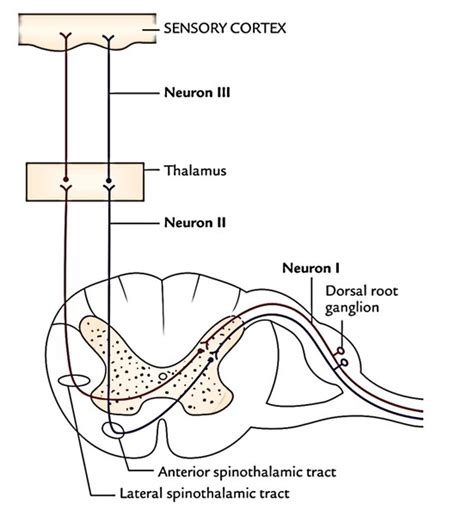 Tracts Of The Spinal Cord Earths Lab