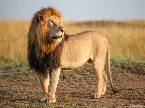 Lions Maasai Mara Photos Pictures Images