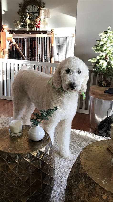 Never get a bad goldendoodle haircut again! Teddy bear standard poodle! Love this clip! | grooms ...