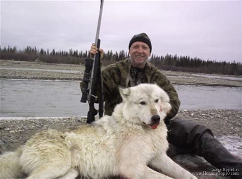 Alaska Wolf Hunting Alaska Wolf Hunting Outfitter At