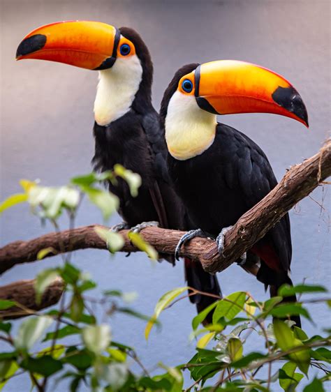 Two Toco Toucans D750 24 120mm 1400 Iso 640 Rnikon