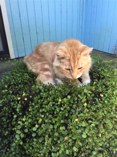 Old Feral Cat Is Making Himself At Home In A Potted Plant Raww