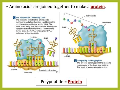 Protein Synthesis Ppt