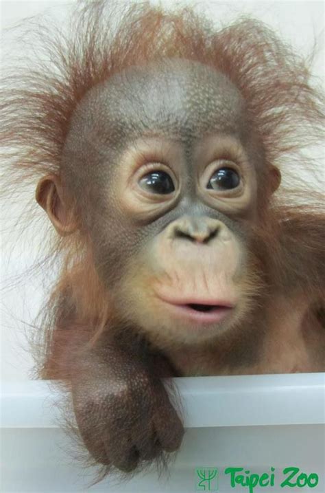 2221 Best Orangutan Images On Pinterest Baby Orangutan