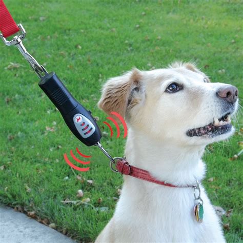 Tug Preventing Dog Trainer