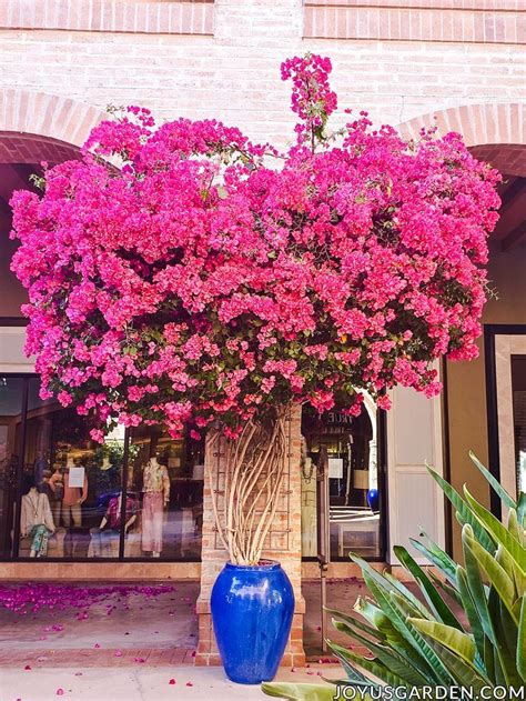 They are owned by a bank or a lender who took ownership through foreclosure proceedings. Bougainvillea Care in Pots | Joy Us Garden | Bougainvillea ...
