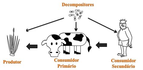 O Ser Humano Está No Topo Da Cadeia Alimentar