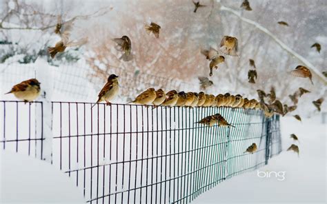 Animal Sparrow Hd Wallpaper
