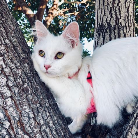 Meet The Stunning Deaf Cat Who Was Rescued From The Side Of A Busy Road