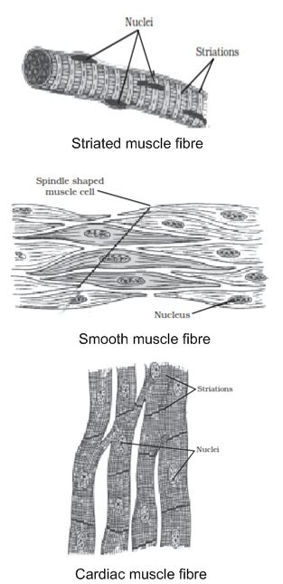 Class Striated Muscle Diagram Labeled Diagram Media F