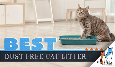 Best Dust Free Cat Litters For 2020