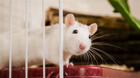 Caring For Your Pet Rat Advice And Guidance Blue Cross