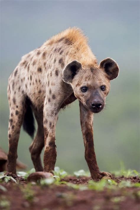 When Someone Mentions Hyenas We All Think About Their Irritating Laugh
