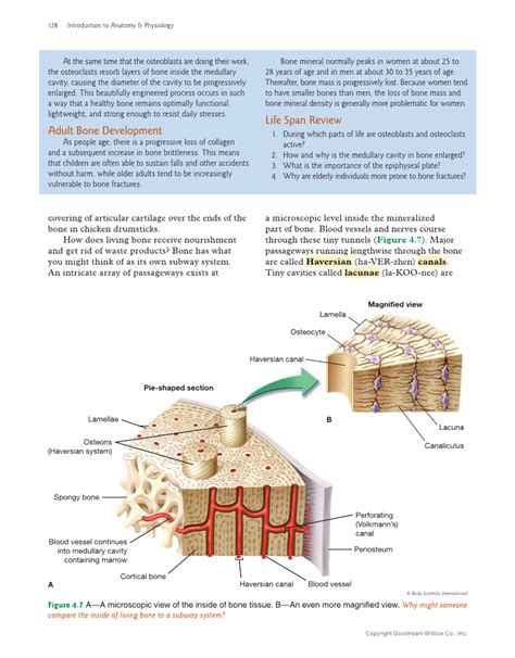 Introduction To Anatomy And Physiology 2nd Edition Page 128