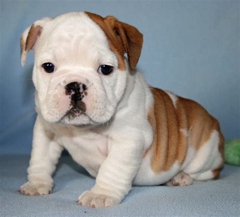 Top 8 English Bulldog Puppies Whore So Cute Its Unbelievable