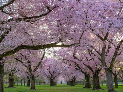 7 Beautiful Flowering Trees And How To Identify Them Earth Daftsex Hd