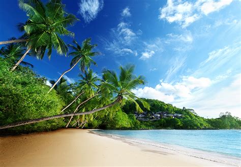 Fonds Decran Tropique Ciel Arecaceae Plage Nature Télécharger Photo