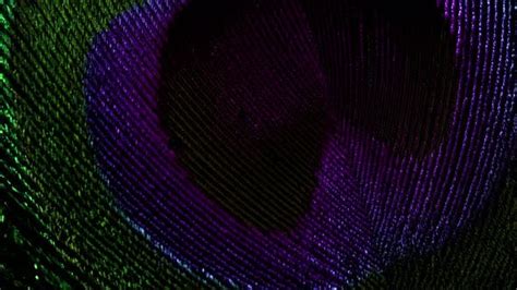 Amazing Extremely Macro View Of Tropical Peacock Bird Feather Slow