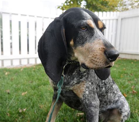 Bluetick Coonhound Dog Breed Information Pictures Characteristics