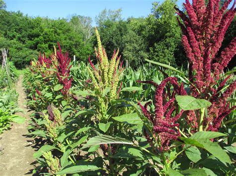 Growing Amaranth In The North Sherck Seeds