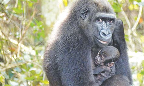 Captive Bred Gorillas Give Birth In The Wild Newspaper Dawn