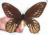 Star objects of our collection – The Queen Alexandra’s birdwing in 2020 ...