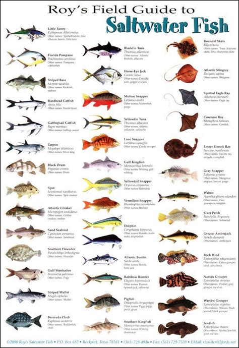 A Poster With Different Types Of Fish On It S Sides And The Names Of Them