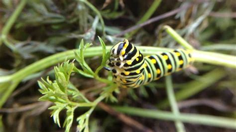 If enough caterpillars gather on one tree they can leave the tree virtually leafless. Caterpillar Eating Carrot Greens - Quiet Moments - YouTube