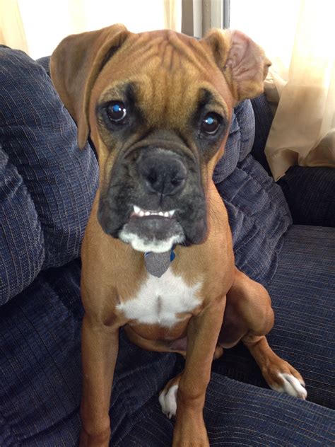 Why Do Boxers Show Their Teeth