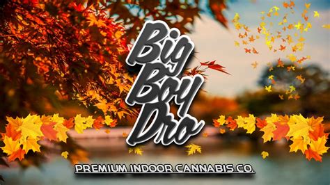 Find Big Boy Dro Near Me Weedmaps